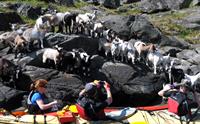 Utleige av kajakk, Flåm