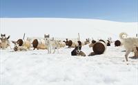 Huskyer står og hviler i snøen ved siden av sine hundehus på Folgefonna husky camp, med folgefonna i bakgrunnen.