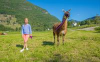 Skjolden Llamas