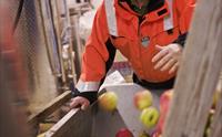 Arbeidar på Hardanger Saft og Siderfabrikk sorterer friske eple for siderproduksjon.