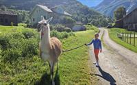 Skjolden Llamas