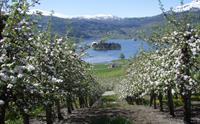 Blomstrande epletre i Hardanger med vakker utsikt over fjorden og fjella.