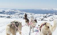 Utsikt fra sleden på et hundespann som løper gjennom snøen på folgefonna med snødekte fjell og hardangerfjorden i bakgrunnen