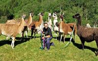 Skjolden Llamas
