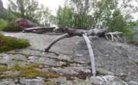 Setehaug