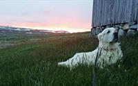 En hvit hund  ligger i gresset utenfor turisthytta under en vakker solnedgang.