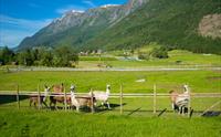 Skjolden Llamas