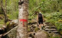 Den raude T-en viser veg gjennom skog og stein på stien opp Husedalen.