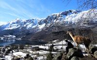 Skjolden Llamas