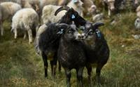 Buføring av sau, Aurlandsdalen