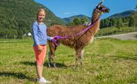 Skjolden Llamas