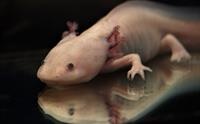 Axolotl