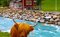 Oransje skotske høylandsfe kikkar på fotografen ved sida av ei isklar blå elv