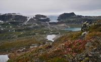 Hardangerjøkulen isbre med et isblått fjellvann og røde fjellblomster i forgrunnen.