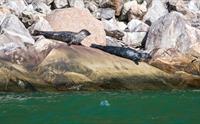 Selar slappar av på svaberga langs Hardangerfjorden – eit perfekt stopp på RIB-safarien.