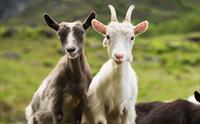 FjordSafari & Vandretur