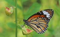 Sommerfugl/Common Tiger (Danaus Genutia Genutia).