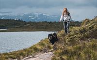 Kvinne og hund på fjelltur ved Krokavatnet i Hardanger.