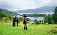 Naustvoll Gard - Balestrand