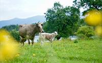 Naustvoll Gard - Balestrand