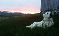 En stor hvit hund slapper av utenfor Trondsbu fjellstue under solnedgang.