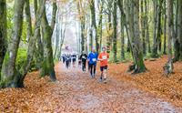 Group of people running in a race surrounded by autumn leaves and trees.
