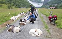 Rallarvegen