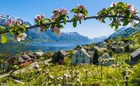 Frukthage i Hardanger