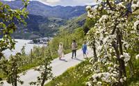 Tre personar går gjennom blomstrande frukthagar langs Frukt- og siderruta i Ulvik med utsikt over fjorden.