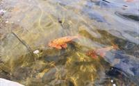 Nærbilde av gullfisk som svømmer i det klare vatnet i Gullfiskvatnet.