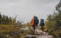 Tre personer går oppover mot fjellet mellom noen trær.