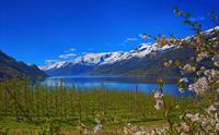 Frukttrær i blomst ved Hardangerfjorden