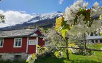 Blomstring i Hardanger