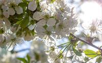 Fruktblomst