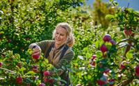 Kvinne haustar raude eple i eplehagen til Hardanger Saft- og Siderfabrikk i Ulvik ein solrik dag.