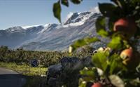 Utsikt over Hardangerfjorden med frukttre og fjell i bakgrunnen ved Helleland Gard.