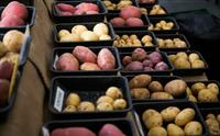 Poteter i mange farger og fasonger