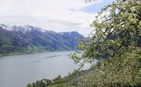 Guidet sidertur langs Hardangerfjorden