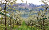 Guidet sidertur langs Hardangerfjorden