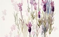 Lavendel i akvarell
