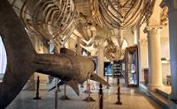 Universitetsmuseet i Bergen