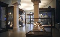 Universitetsmuseet i Bergen