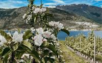 Cidersmaking på Haug Gard - Odelsgut