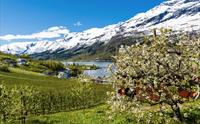 Frukthage i Hardanger