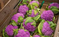 Sognasmak - Farmers market