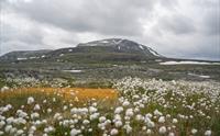 Ishaug fjellet med myrull i forgrunnen.