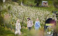 Tre glade besøkande går gjennom epleblomstringa hos Ulvik Frukt & Cideri i Hardanger.