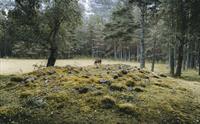 Den største vikinggraven på stedet, med en hest på beite i bakgrunnen.