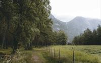 En sti som fører gjennom skogen inn i tåken.