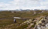 En kvinnelig turgåer som går oppover mot Halnekollen, Hardangerjøkule-breen ses i bakgrunnen.